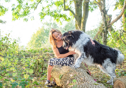 Maisey Daisey Ltd - For the love of dogs.