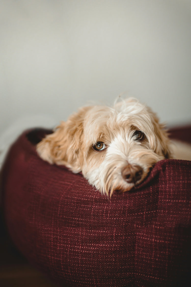 Luxury dog blankets & throws