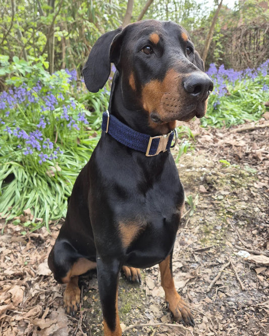 Big Dog Collars for Dobermann