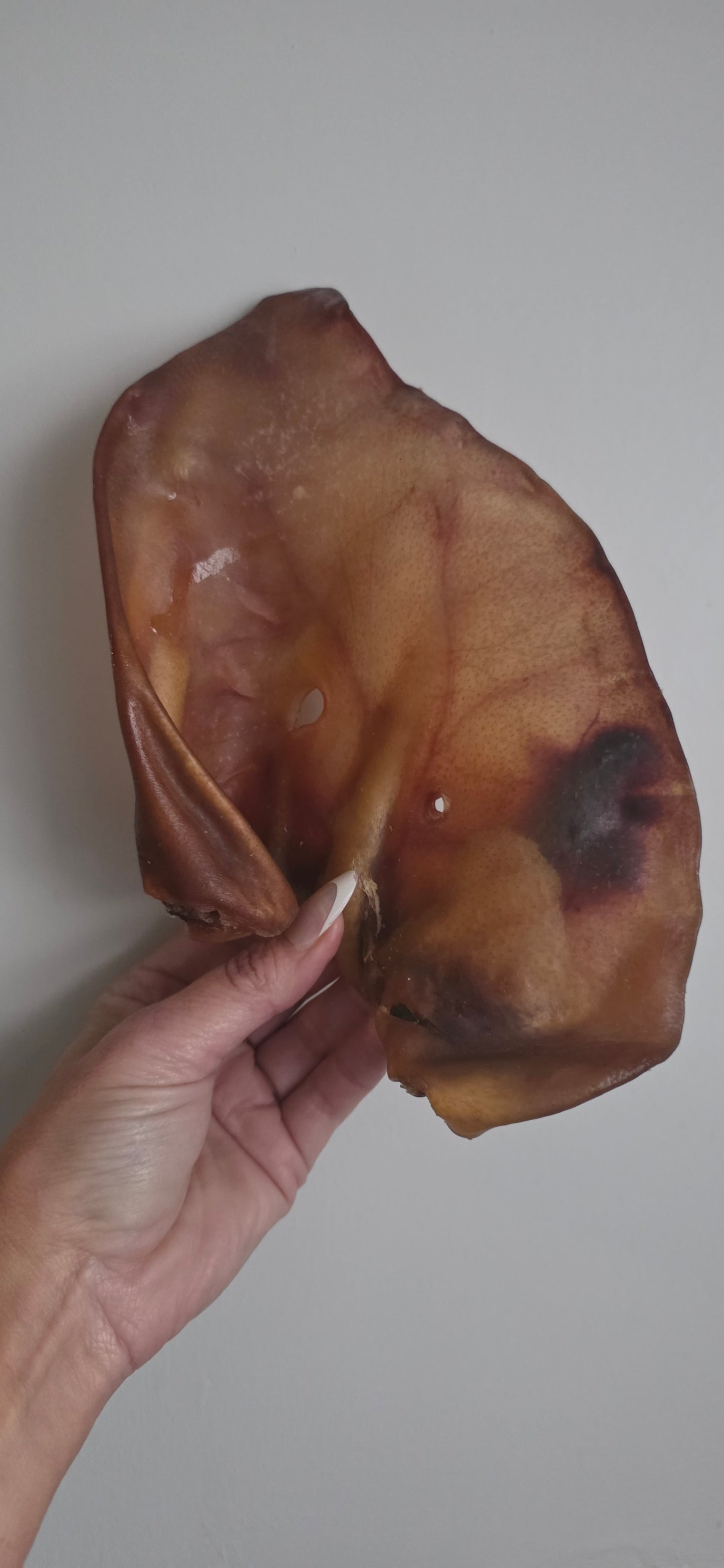 Jumbo Sow Ears
