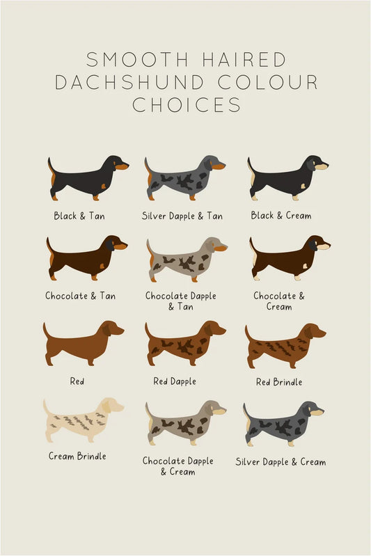 Personalised T shirts Choose your dachshund