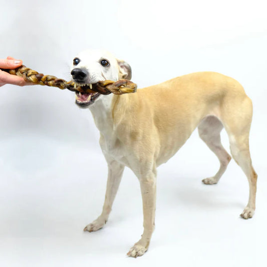 Braided Pizzle 9inch