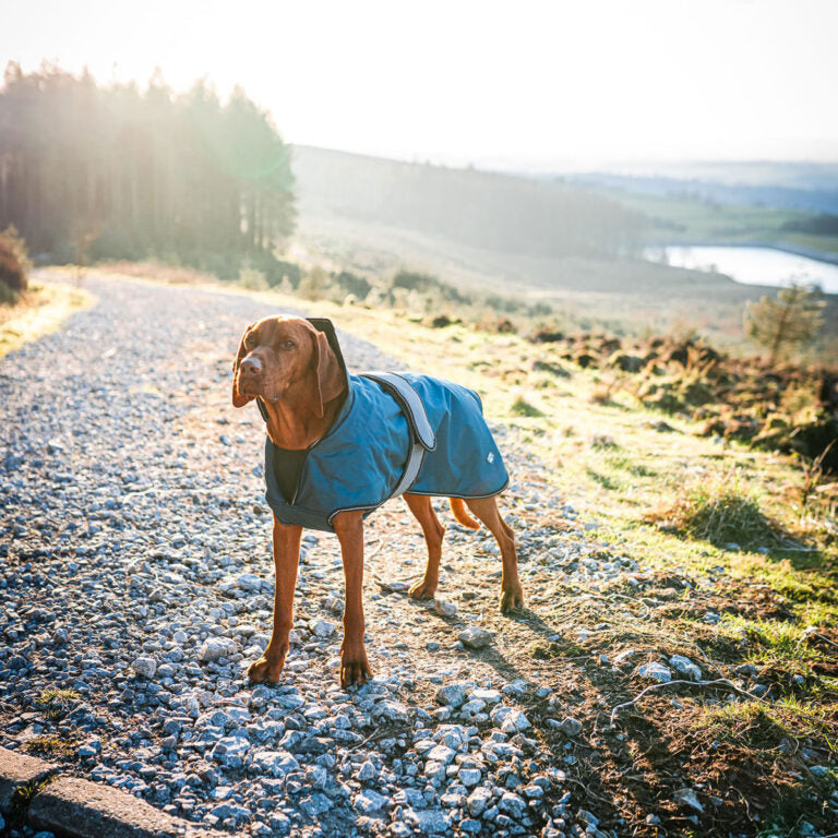 Blue dog coat reflective