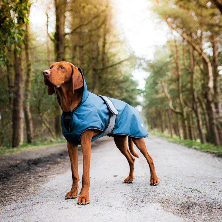 2 in 1 blue dog coat