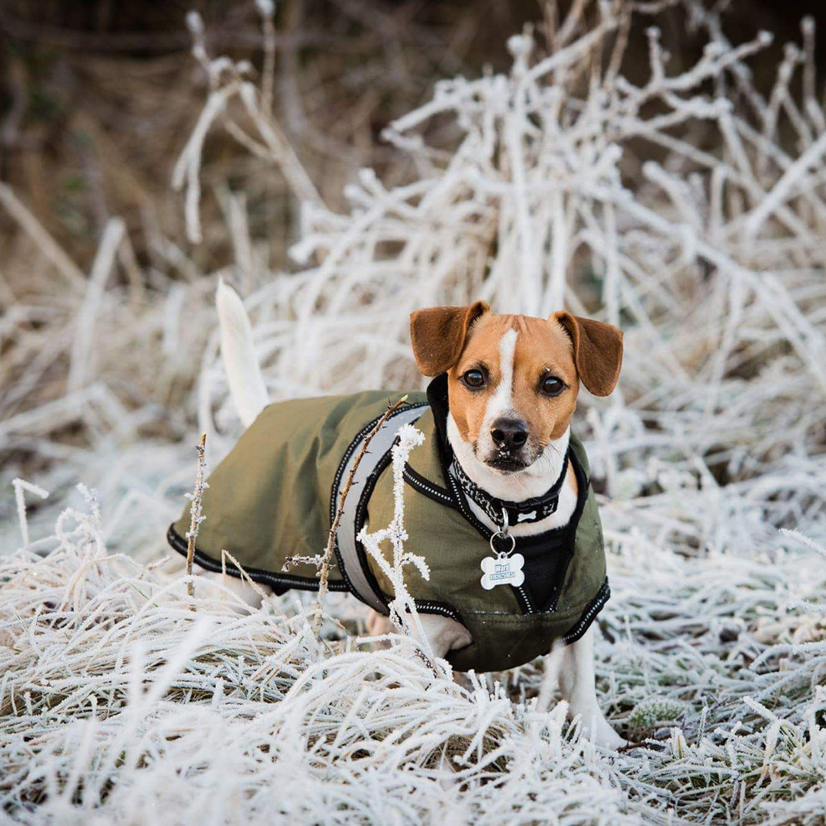Thermal dog coat