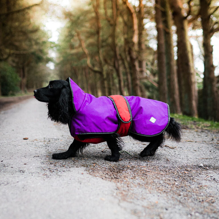 All seasons purple dog coat