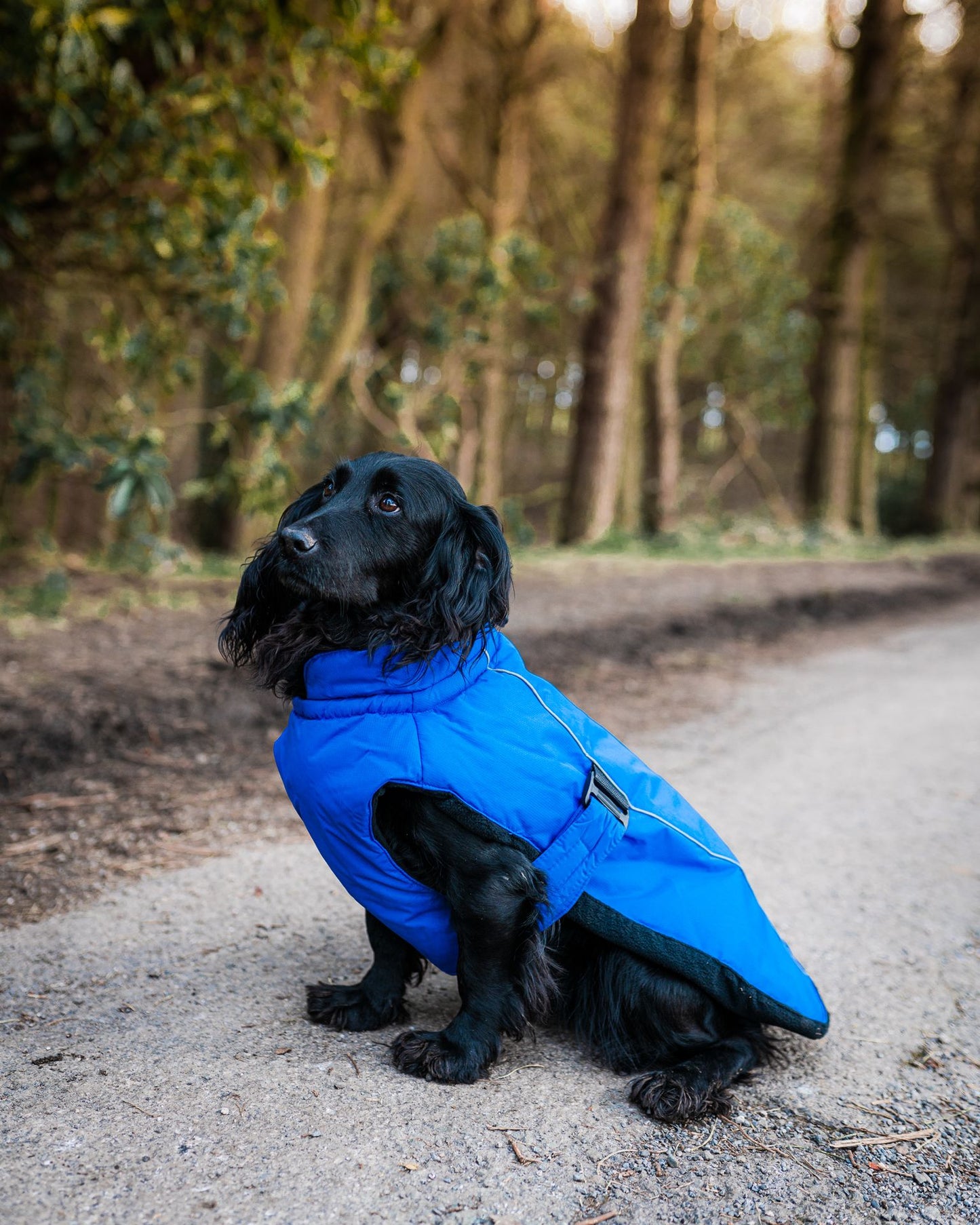 Dog Sports coat blue