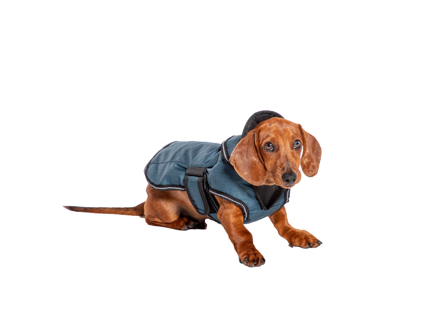 2 in 1 dog coat blue