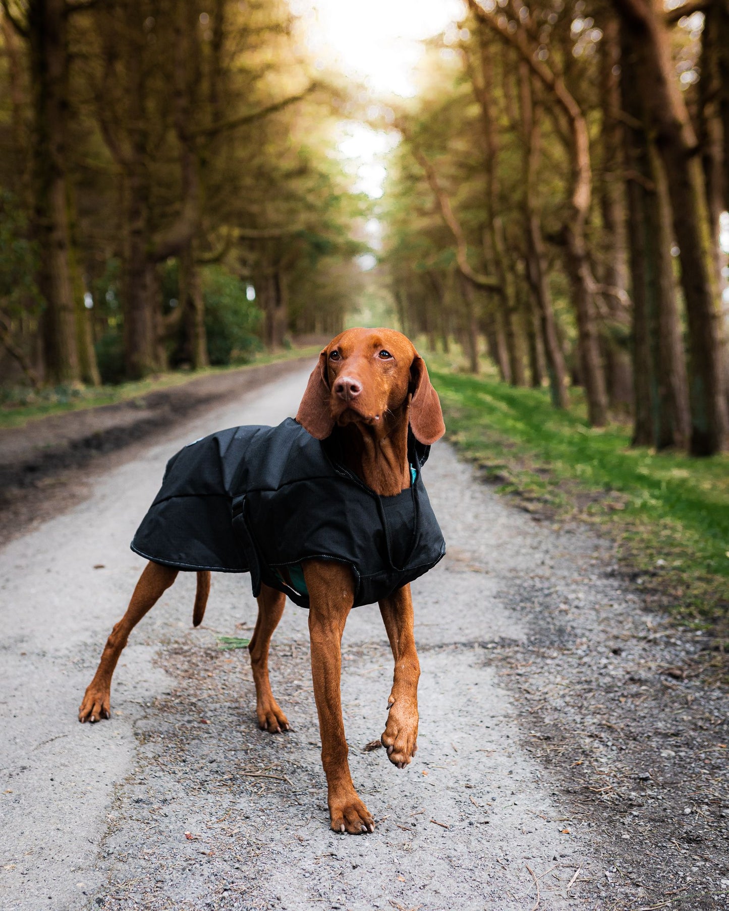Black dog coat 2 in 1