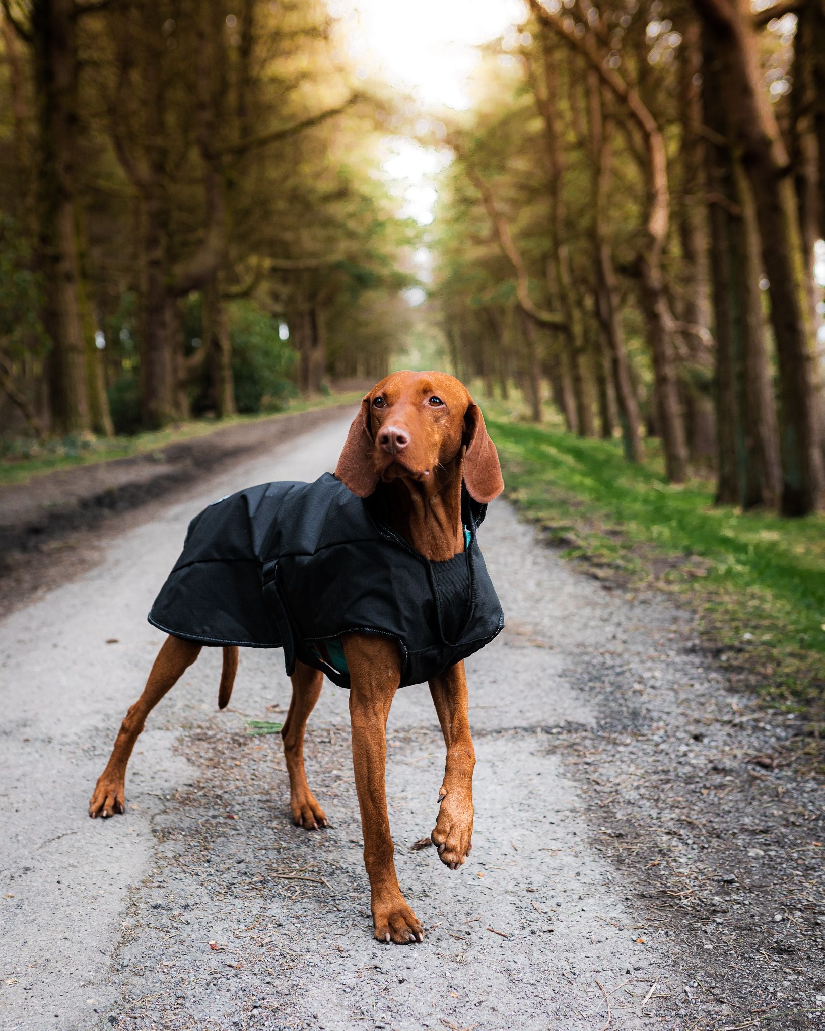 Black dog coat 2 in 1