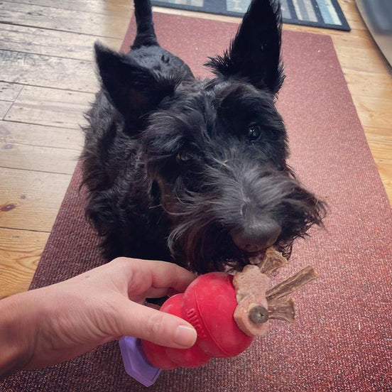 Kong Dog Pate