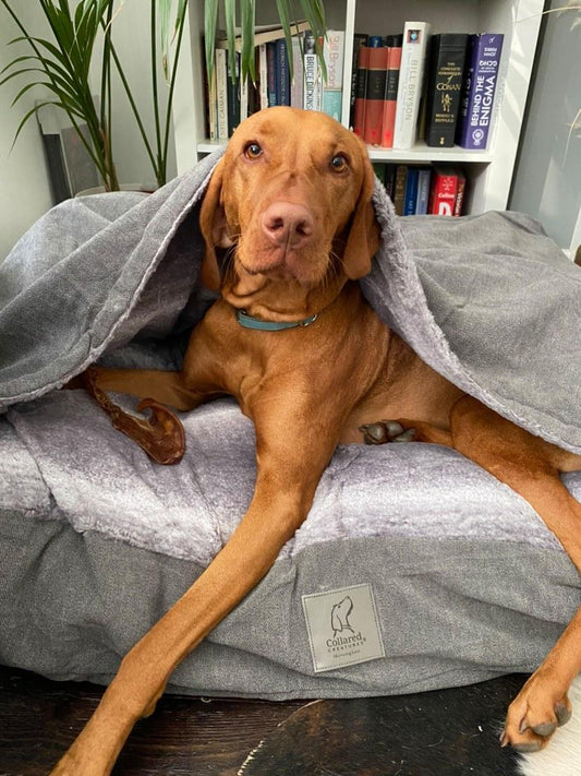 Snuggle sack grey dog bed