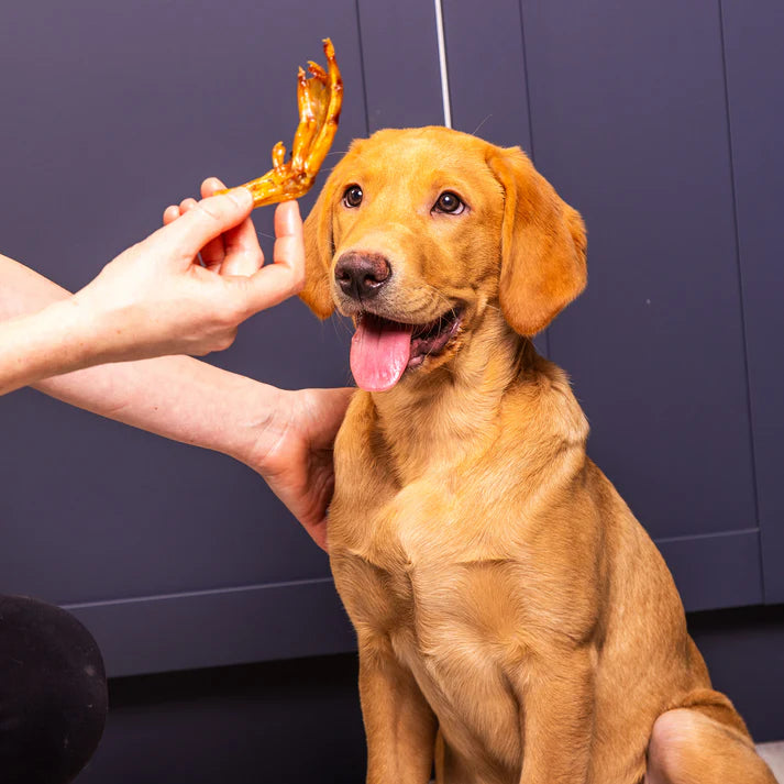 Happy dog chewing on a Maisey Daisey Duck Foot treat, enjoying a healthy, natural snack approved by the Maisey Daisey 4 Chief Testers