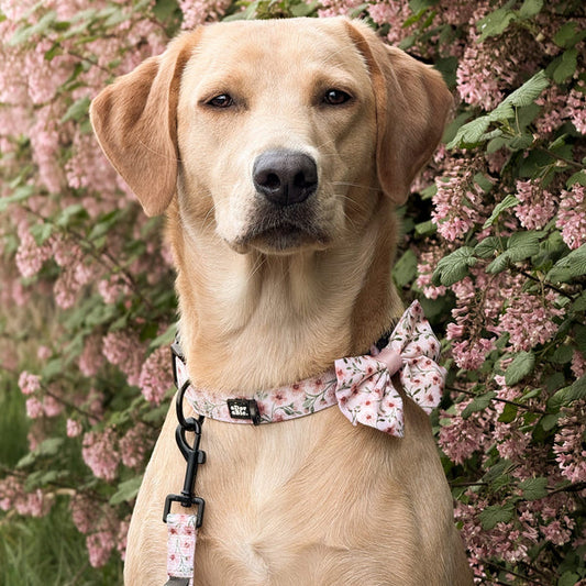 aDoraBle Pooch dog collar blushing blossoms example