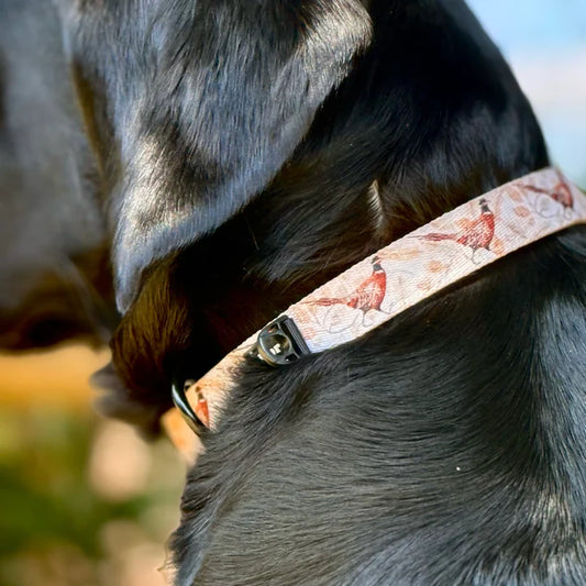 aDoraBle Pooch farmland Pheasant dog collar example
