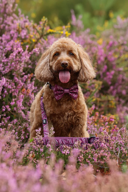 aDoraBle Pooch highland heather dog lead example