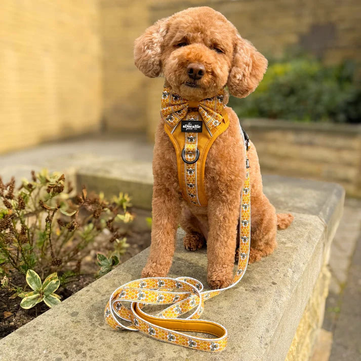 aDoraBle Pooch honeycomb hive dog lead example
