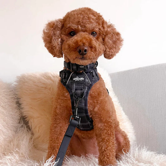 aDoraBle pooch noir plaid dog collar example