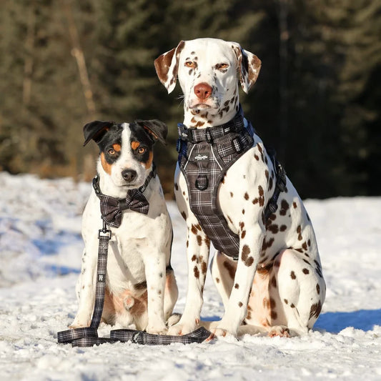 aDoraBle Pooch noir plaid dog lead example