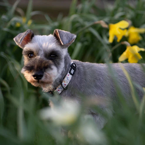 aDoraBle Pooch dog collar spring garden example