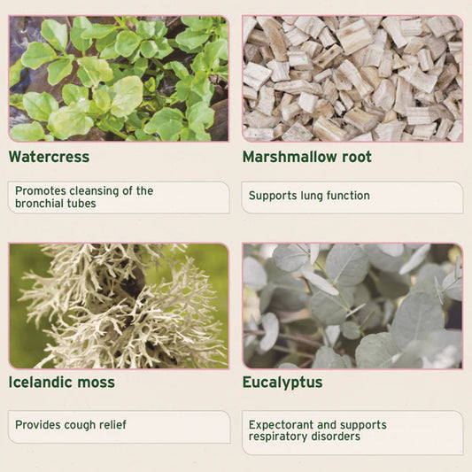 Aniforte bronchial herbs blend