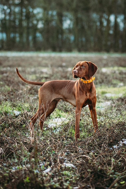 Waterproof dog collars