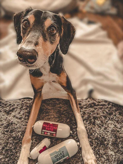 JR Pure Dog Pate