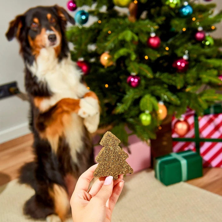 Dog sitting waiting to be rewarded with a Gourmet Christmas Tree dog treat - Healthy Natural Treats