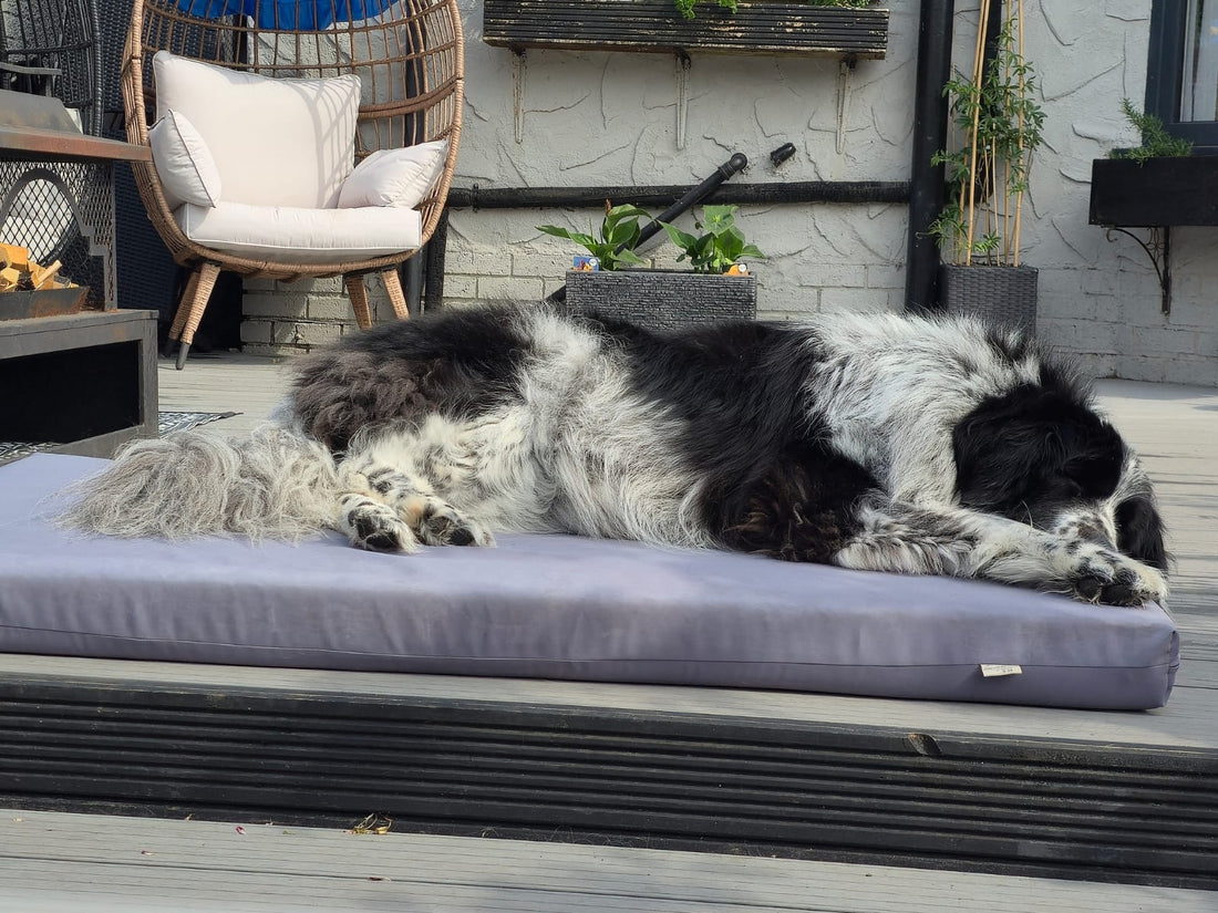 Maisey Daisey on her Orthopaedic Waterproof 10cm Deep Joint Care Foam Mattress Giant Breed Dog Bed