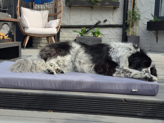 Maisey Daisey on her Orthopaedic Waterproof 10cm Deep Joint Care Foam Mattress Giant Breed Dog Bed