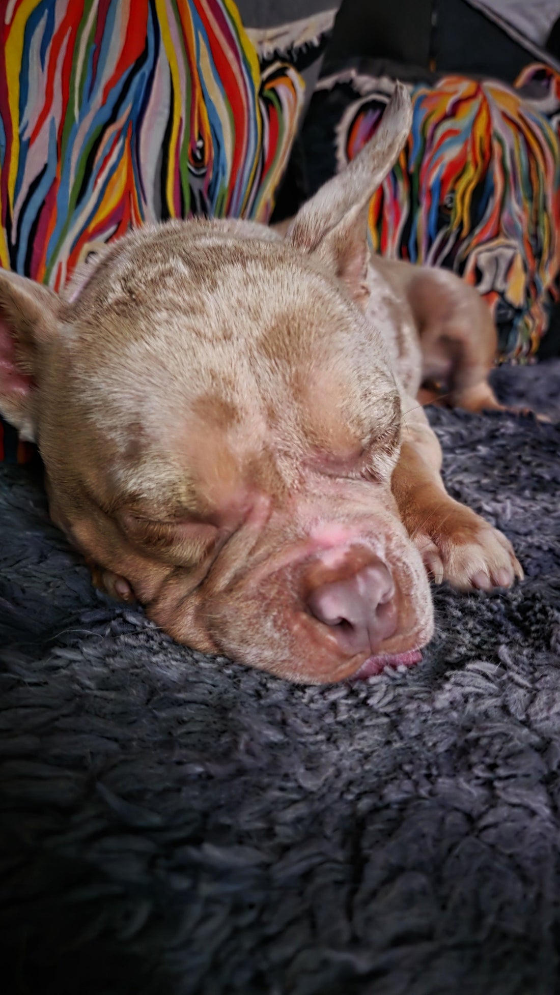 How Maisey Daisey ltd makes a difference. Every purchase helps unwanted dogs a like Dotty