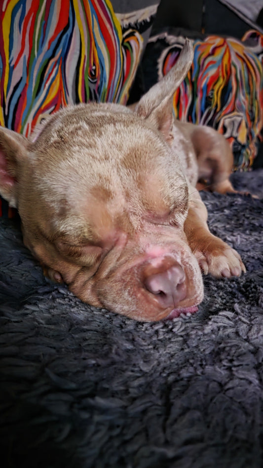 How Maisey Daisey ltd makes a difference. Every purchase helps unwanted dogs a like Dotty