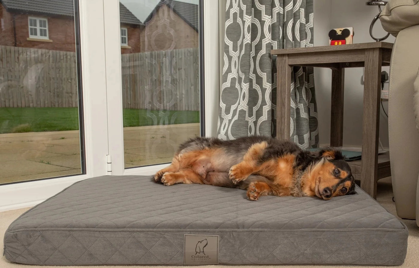 Ultimate luxury dog mattress grey collared creatures