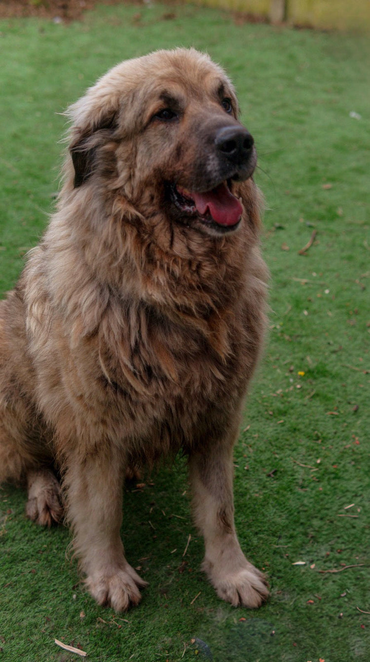 Romanian Shepherd Dog Rescue