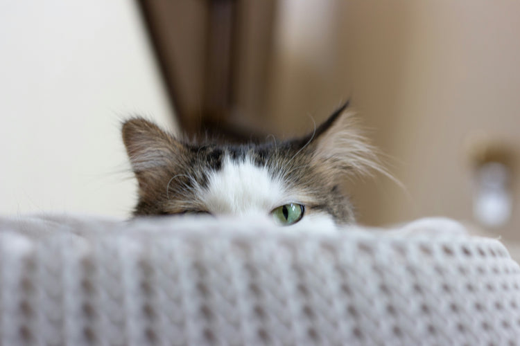 Battersea cat bed cave