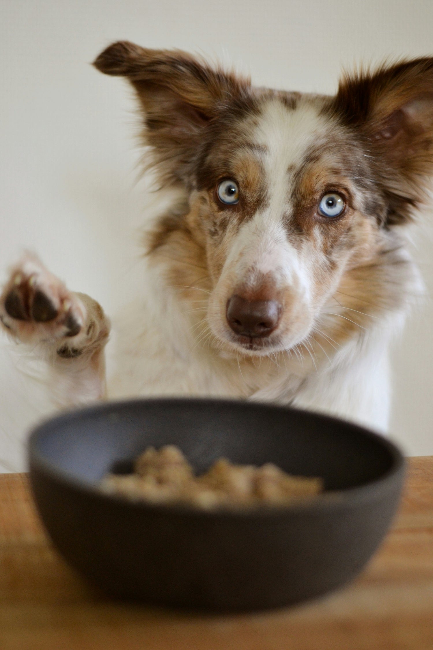 Food and Treats