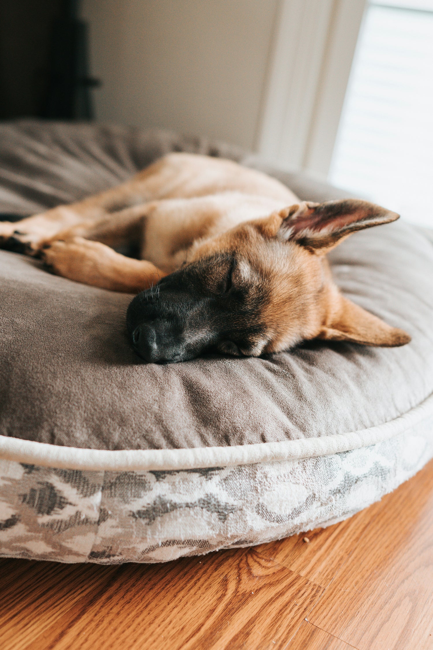 Dog Beds