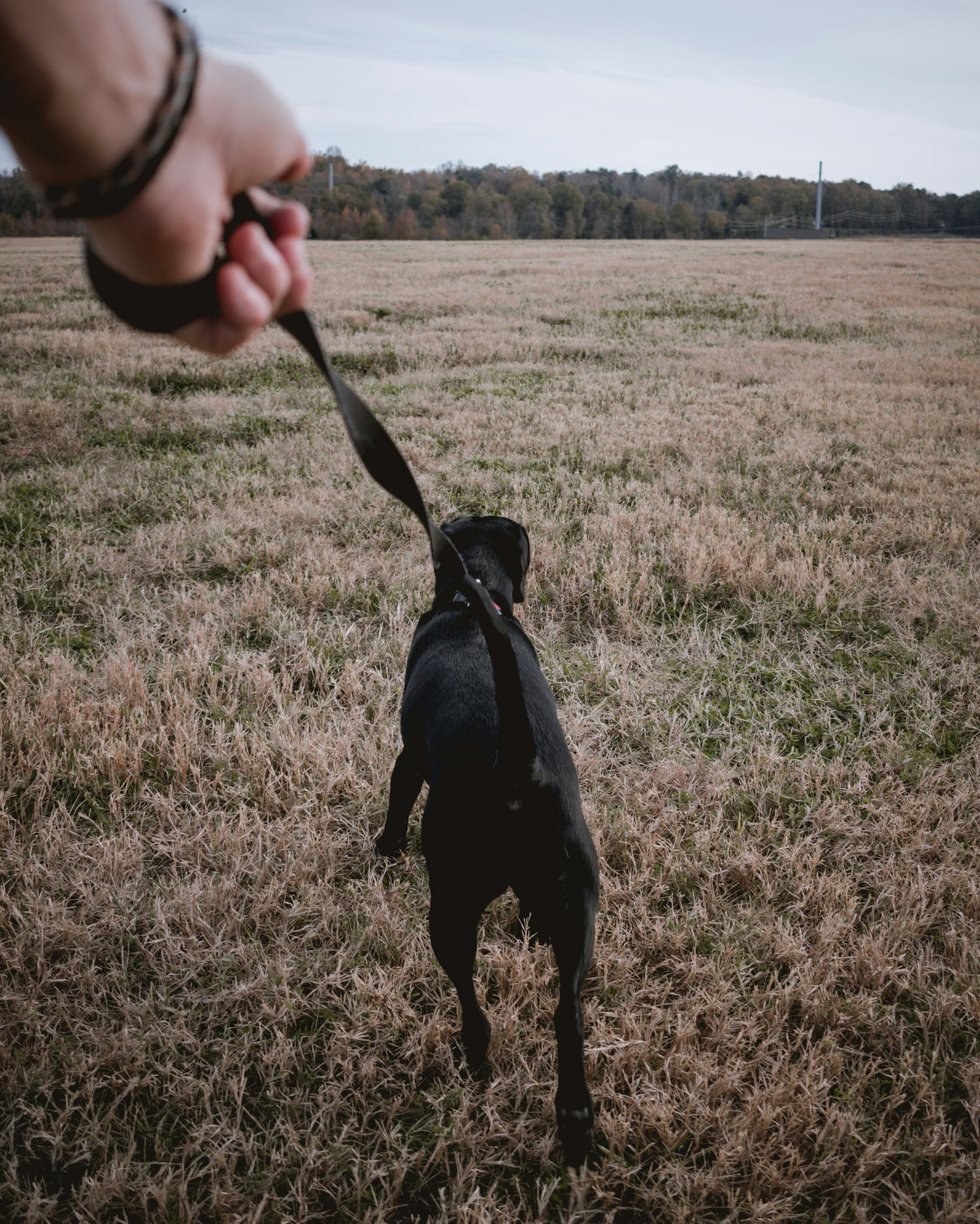 Dog Collar and Leads