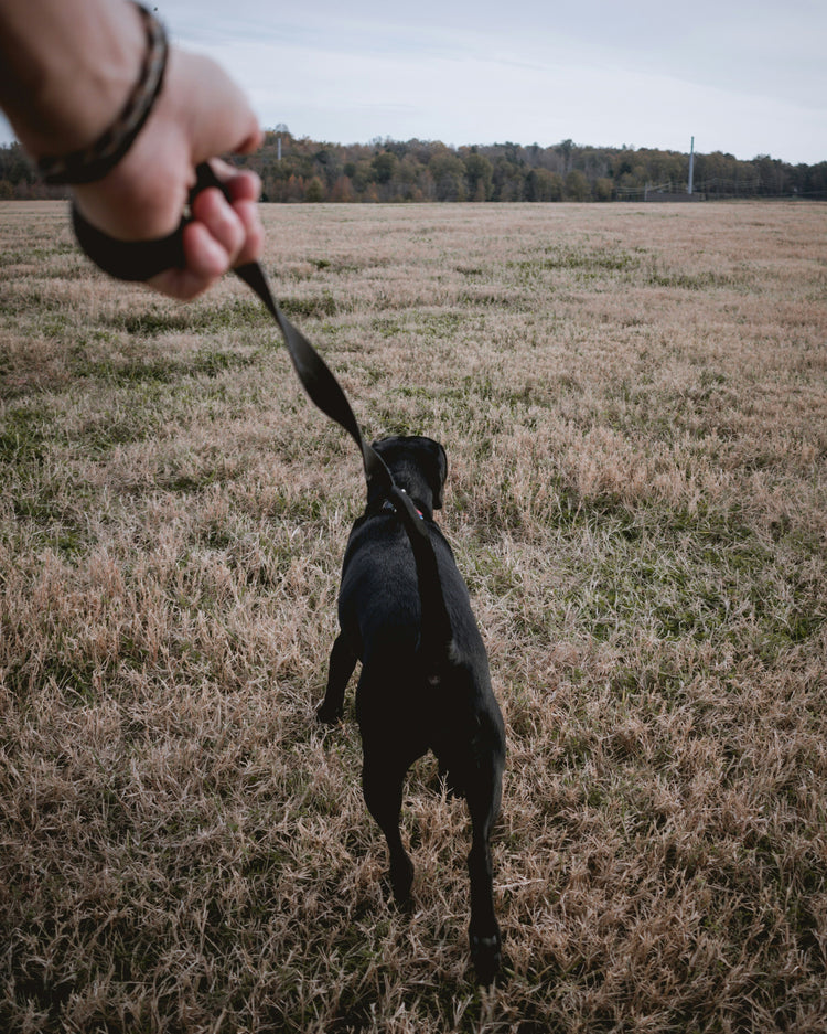 Dog Collar and Leads