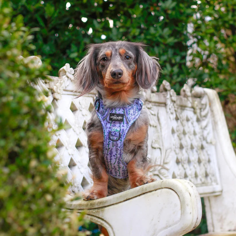 aDoraBle Pooch lavender haze hike and go lite dog harness example