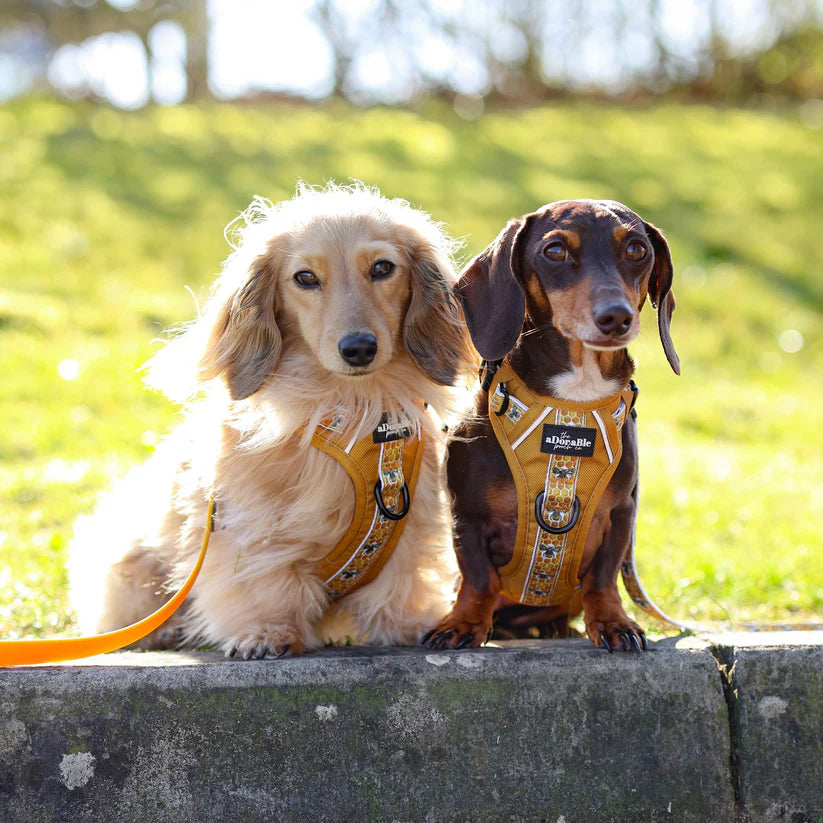 Two dachshunds wearing harnesses sitting on a stone wall with a grassy field in the background.