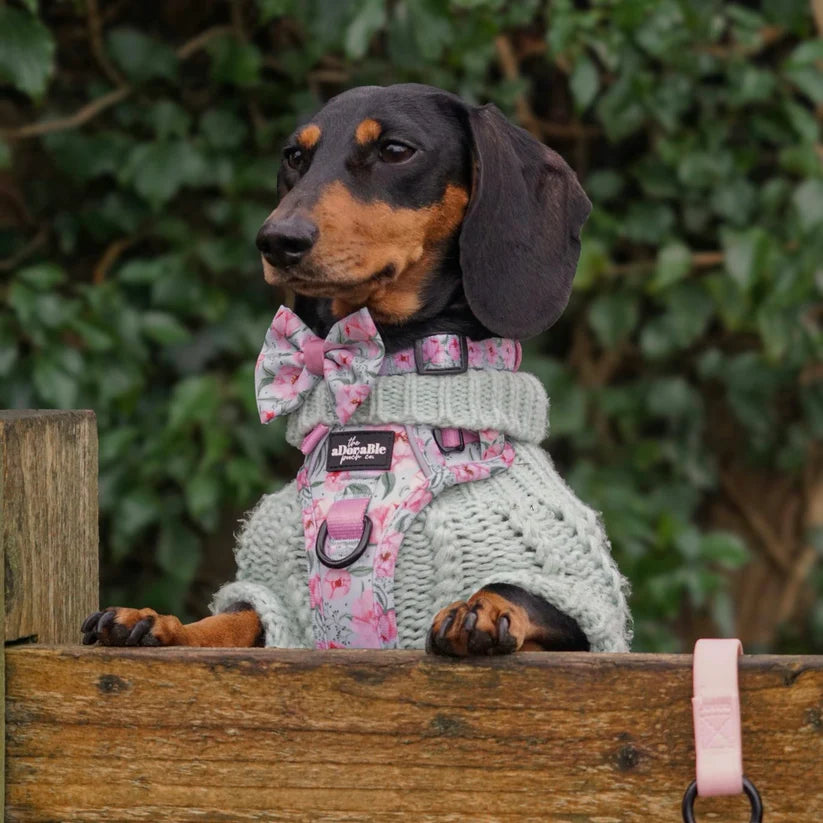 Dachshund wearing a gray sweater and pink floral harness sitting on a wooden surface with greenery in the background.