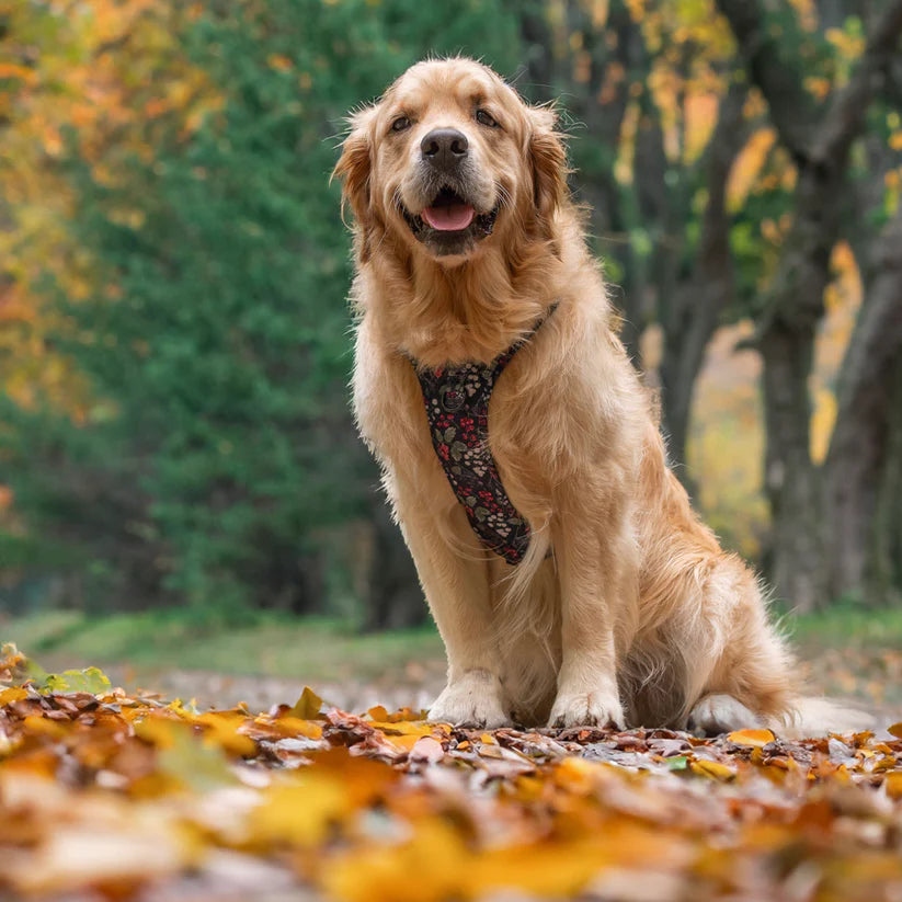 aDoraBle Pooch hike and go lite dog harness bramble berry example