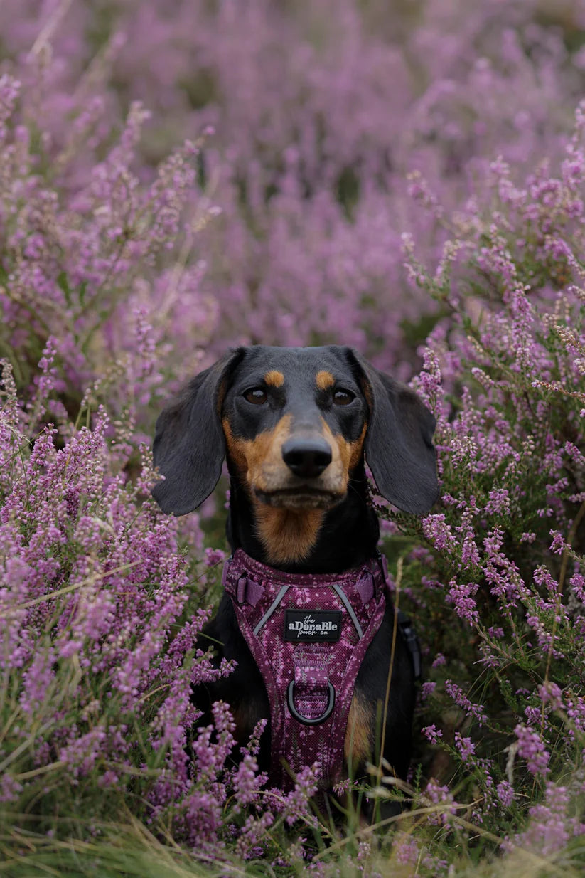Hike & Go Purple Dog Harness
