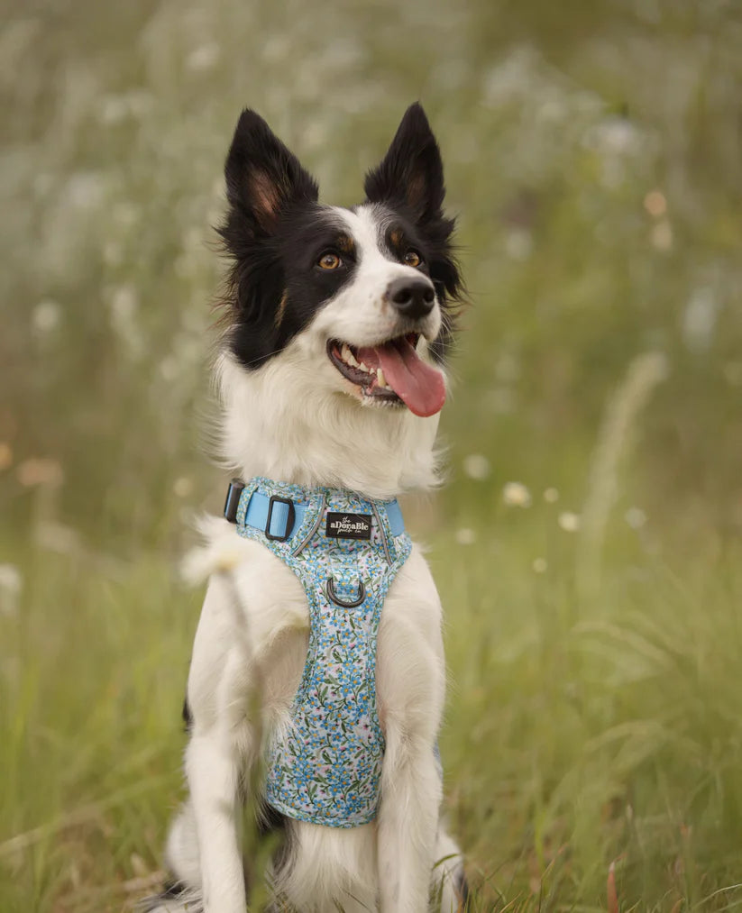 aDoraBle Pooch flourishing forget-me-nots hike and go lite dog harness example
