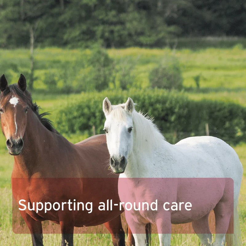 Two horses standing side by side in a grassy field with text 'Supporting all-round care'. AniForte 4in1 Complete Horse Supplement  