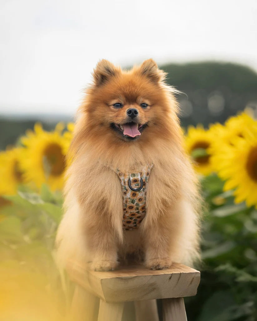 aDoraBle Pooch hike and go lite sunflower season dog harness example
