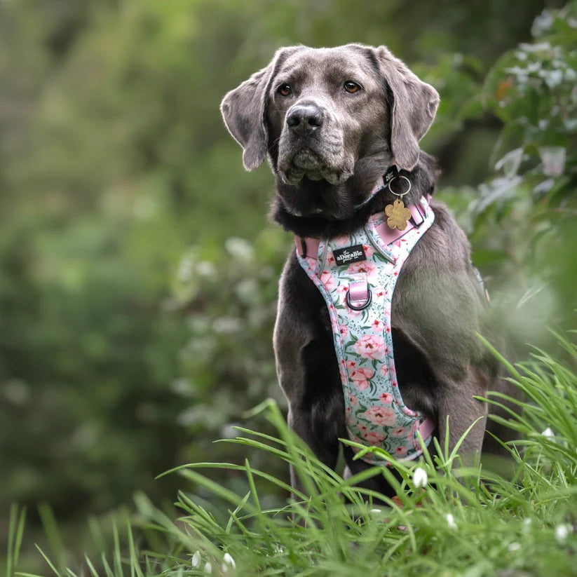Peony Petals Dog Harness on a Labrador
