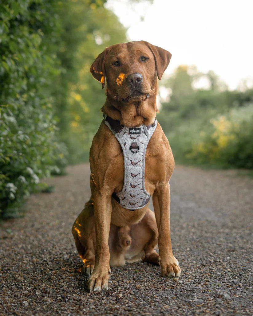 Farmland Pheasant Dog Harness on a Labrador