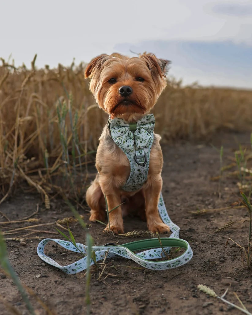 Olive Grove Dog Hike & Go Lite Harness and Matching Lead